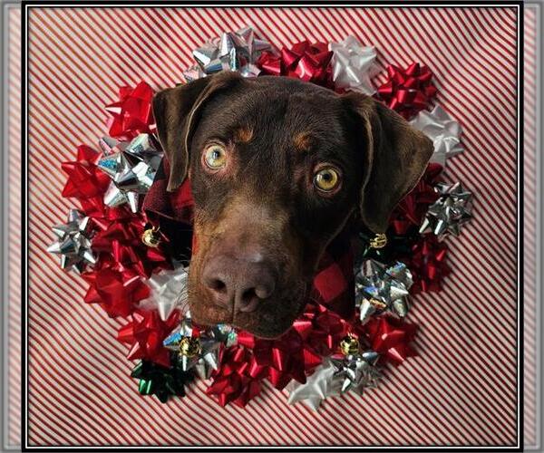 Medium Photo #1 Beagleman Puppy For Sale in Frisco, CO, USA