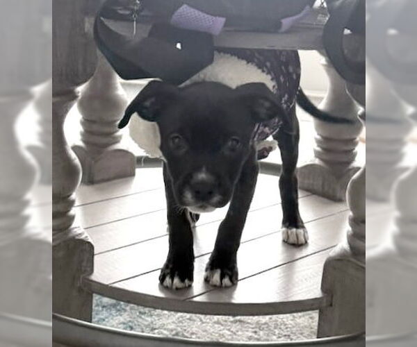 Medium Photo #1 Boston Terrier Puppy For Sale in GILBERTS, IL, USA