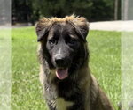 Small Great Pyrenees