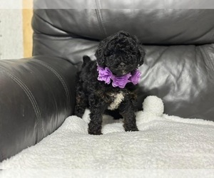 Cavapoo Puppy for sale in CAMPBELLSVILLE, KY, USA