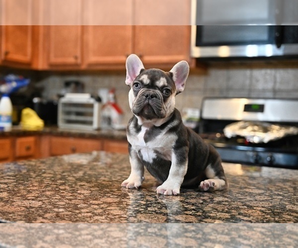 Medium Photo #7 French Bulldog Puppy For Sale in DECATUR, GA, USA