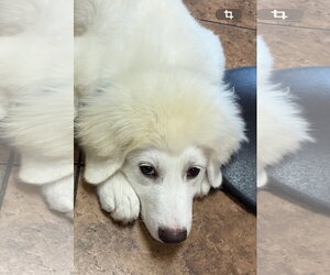 Max - Male Great Pyrenees-Unknown Mix Dog for Adoption - Photo #6