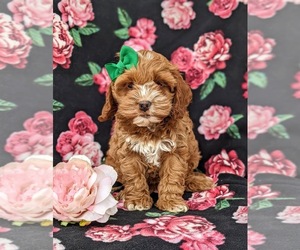 Cock-A-Poo Puppy for sale in KIRKWOOD, PA, USA