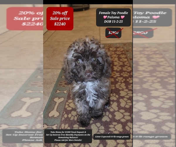 Medium Photo #1 Poodle (Toy) Puppy For Sale in TUCSON, AZ, USA