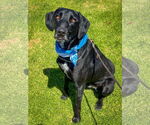 Small #7 Labrador Retriever Mix