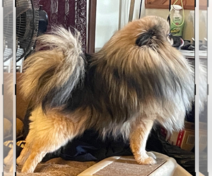 Father of the Pomeranian puppies born on 10/13/2025