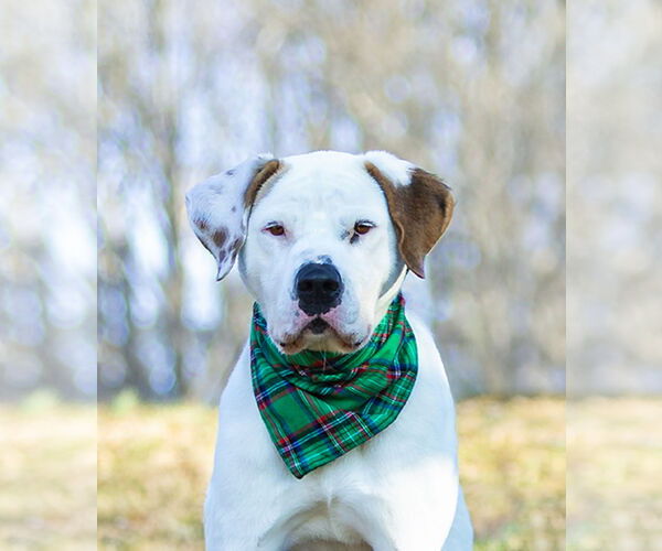 Medium Photo #2 Mutt Puppy For Sale in Unionville, PA, USA