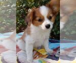 Small Photo #6 Papillon Puppy For Sale in OLA, AR, USA