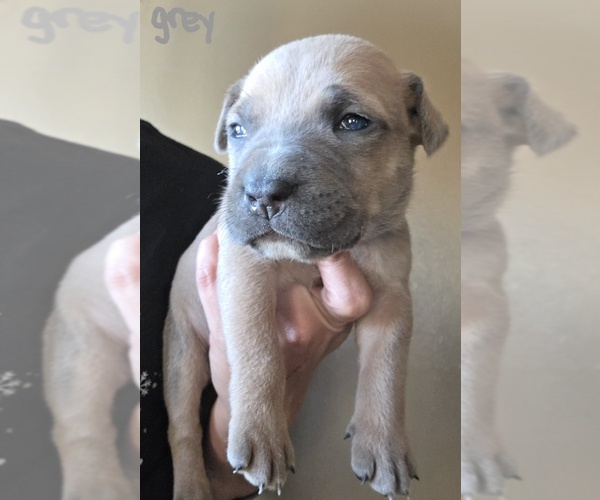 Medium Photo #1 American Bully-Cane Corso Mix Puppy For Sale in CHICORA, PA, USA