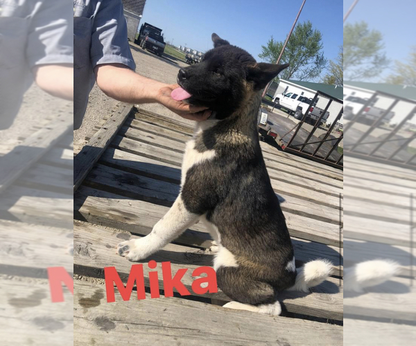 Medium Photo #3 Akita Puppy For Sale in PORTLAND, IN, USA