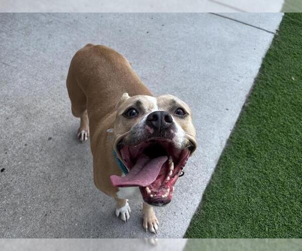 Medium Photo #2 American Staffordshire Terrier-Unknown Mix Puppy For Sale in Grand Prairie, TX, USA