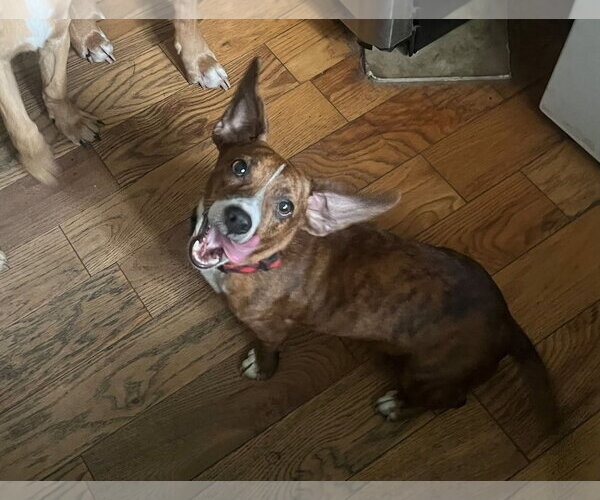Medium Photo #2 Dachshund-Unknown Mix Puppy For Sale in Mount Laurel, NJ, USA