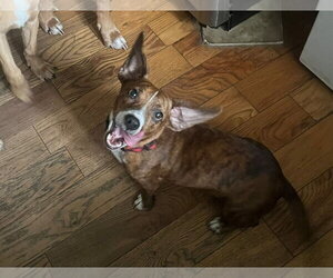 Candy - Female Dachshund-Unknown Mix Dog for Adoption - Photo #2