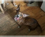 Small Photo #2 Dachshund-Unknown Mix Puppy For Sale in Mount Laurel, NJ, USA