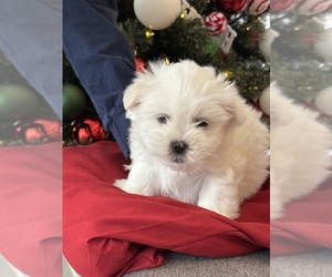 Havashu Puppy for sale in LAVINIA, TN, USA