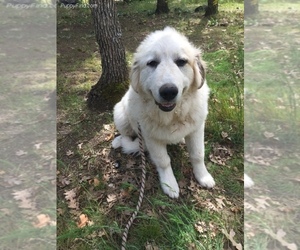 Great Pyrenees Puppy for sale in GOLDENDALE, WA, USA