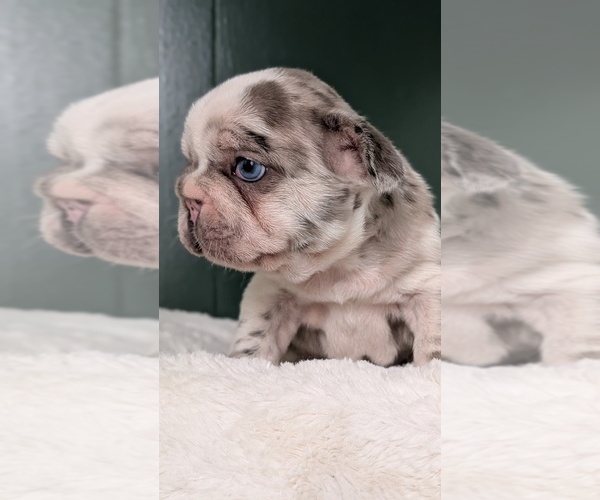 Medium Photo #8 French Bulldog Puppy For Sale in GOSHEN, IN, USA