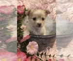 Small #1 Chihuahua