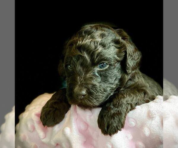Medium Photo #2 Labradoodle Puppy For Sale in THE VILLAGES, FL, USA