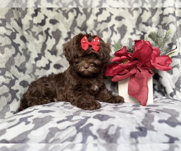 Medium Photo #2 ShihPoo Puppy For Sale in LAKELAND, FL, USA