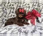 Small #1 ShihPoo