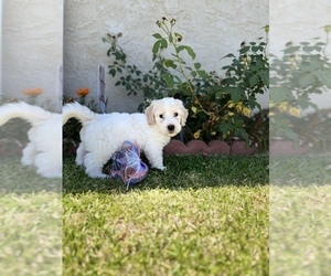 Goldendoodle Puppy for sale in LAKEWOOD, CA, USA
