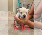 Small #2 West Highland White Terrier