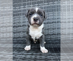 Puppy Yogi American Bully