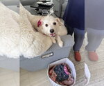 Small Photo #4 Bichon Frise-Unknown Mix Puppy For Sale in Sanford, FL, USA
