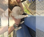 Small #4 Golden Retriever