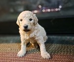Small Photo #2 Goldendoodle Puppy For Sale in PELHAM, NH, USA