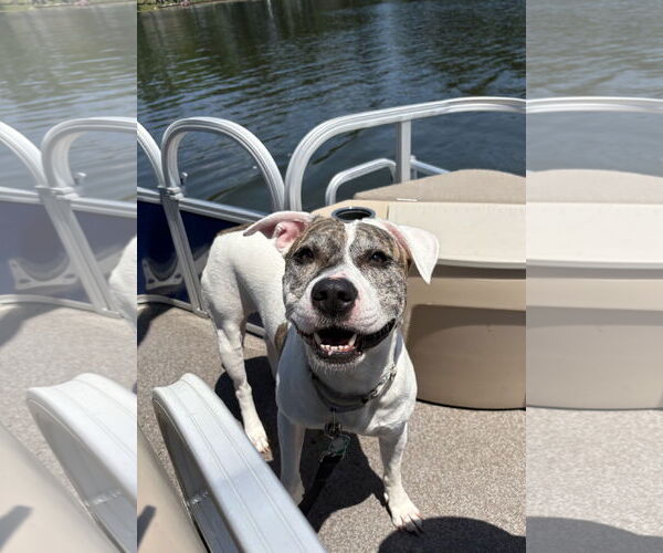 Medium Photo #5 American Pit Bull Terrier-Unknown Mix Puppy For Sale in Clarkston, MI, USA