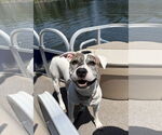 Small #4 American Pit Bull Terrier Mix