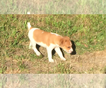 Small Photo #4 Jack Russell Terrier Puppy For Sale in HURRICANE MILLS, TN, USA
