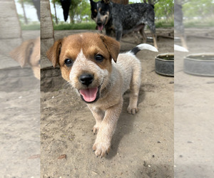 Australian Cattle Dog Puppy for Sale in POTEET, Texas USA