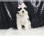 Small #2 YorkiePoo