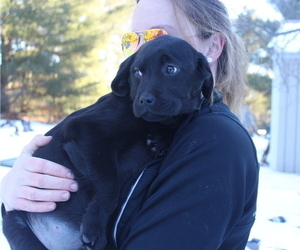 Labrador Retriever Puppy for sale in CADILLAC, MI, USA