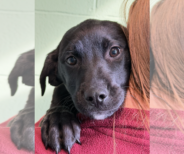 Medium Photo #1 Mutt Puppy For Sale in Elmsford, NY, USA