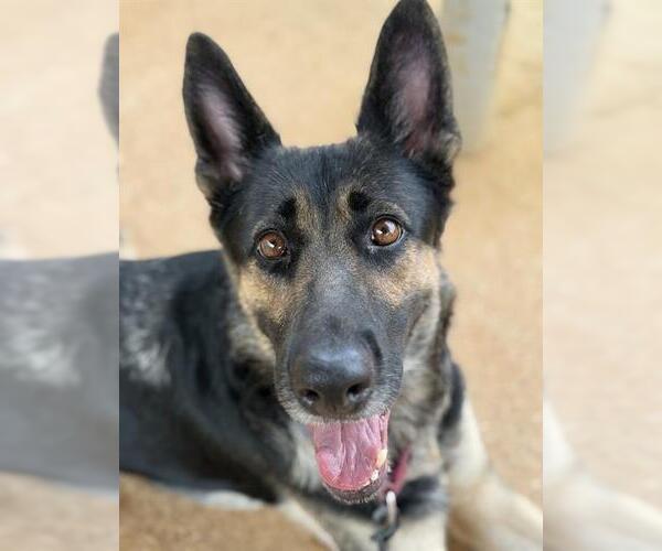 Medium Photo #2 German Shepherd Dog-Unknown Mix Puppy For Sale in Tallahassee, FL, USA