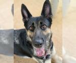 Small #1 German Shepherd Dog Mix