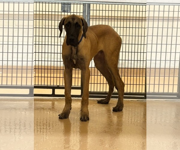 Medium Photo #1 Great Dane Puppy For Sale in Fenton, MO, USA