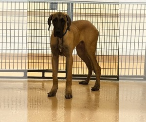 Great Dane Dogs for adoption in Fenton, MO, USA