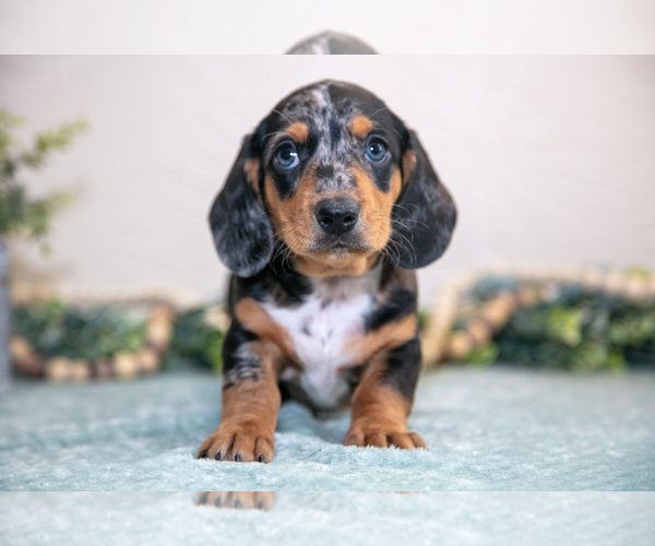 Medium Photo #12 Dachshund Puppy For Sale in NAPPANEE, IN, USA
