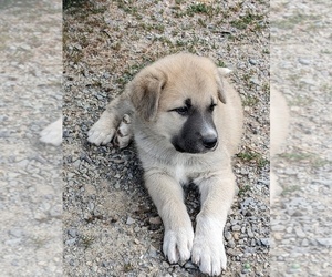 Great Pyrenees-Kangal Dog Mix Puppy for sale in POST FALLS, ID, USA