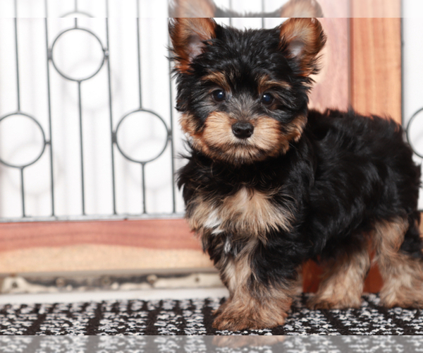 Medium Photo #4 Yorkshire Terrier Puppy For Sale in NAPLES, FL, USA