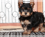 Small #3 Yorkshire Terrier