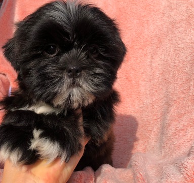 Medium Photo #1 Zuchon Puppy For Sale in HOUSTON, TX, USA