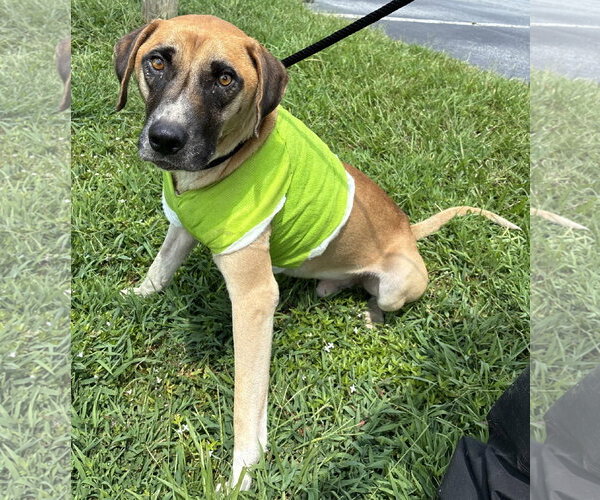 Medium Photo #4 Mutt Puppy For Sale in Clarkesville, GA, USA