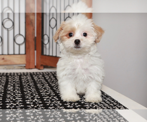 ShihPoo Puppy for sale in NAPLES, FL, USA