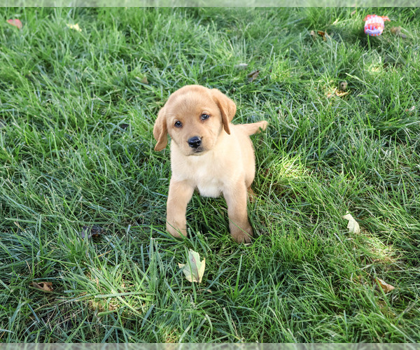 Medium Photo #2 Labrador Retriever Puppy For Sale in SYRACUSE, IN, USA